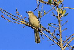 Northern Mockingbird